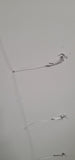 SEA BASS 3 DROP HI-LO SALTWATER FISH RIG MUSTAD 3/0 HOOK 40lb MONO BOTTOM FISH