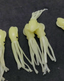 Fishing Lure B2 Stlye Squid Body 2.5" in /6 cm Octopus Soft Glow Fluke Jig 10 Pc