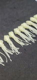 Fishing Lure B2 Stlye Squid Body 2.5" in /6 cm Octopus Soft Glow Fluke Jig 10 Pc