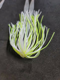 Hi-Lo Bottom Fishing Rig Single Silicone Skirt Teaser Glow Bead Hook Fluke Bass