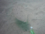 GoFish Underwater Camera