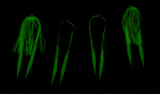 Collared Silicone Glow Skirts - M3Tackle 